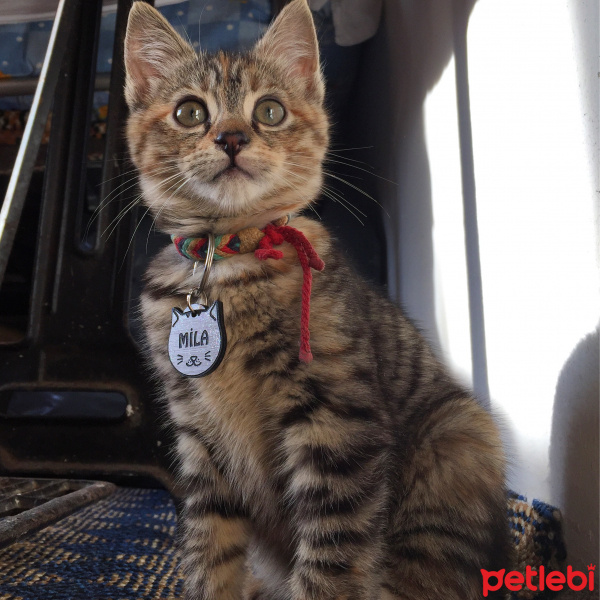 Tekir Kedi, Kedi Mila fotoğrafı