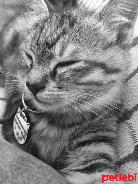 Tekir Kedi, Kedi Mila fotoğrafı