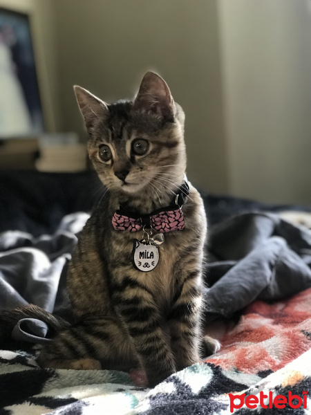 Tekir Kedi, Kedi Mila fotoğrafı