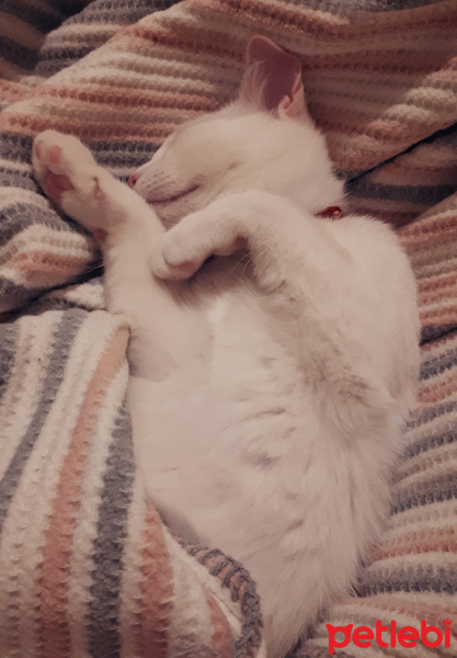 Van Kedisi, Kedi Gofret fotoğrafı