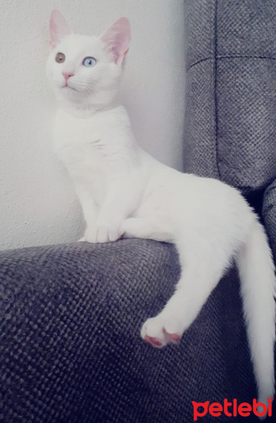 Van Kedisi, Kedi Gofret fotoğrafı