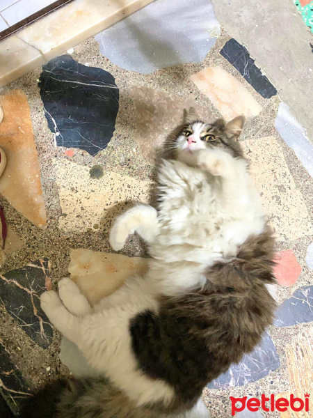 Tekir Kedi, Kedi Hector fotoğrafı