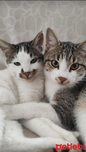 Tekir Kedi, Kedi Koki fotoğrafı