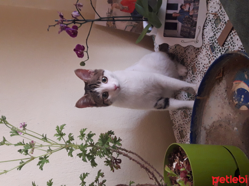 Tekir Kedi, Kedi Misha fotoğrafı