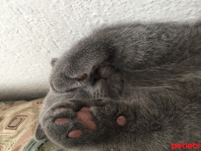 Scottish Fold, Kedi Odin fotoğrafı