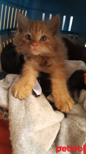 Sarman, Kedi İrmik fotoğrafı