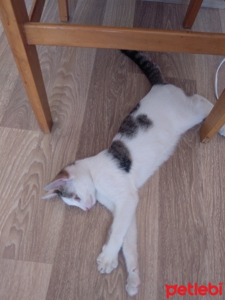 Tekir Kedi, Kedi  Mia fotoğrafı