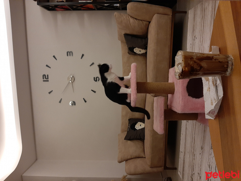 Tekir Kedi, Kedi Merkür fotoğrafı