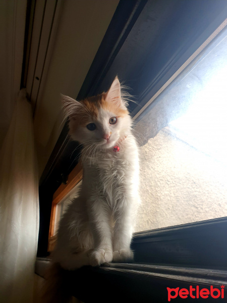 Tekir Kedi, Kedi Kaju fotoğrafı