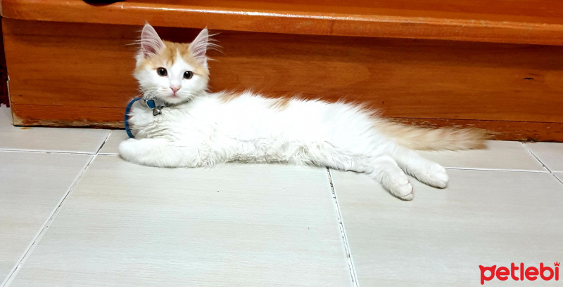 Tekir Kedi, Kedi Kaju fotoğrafı