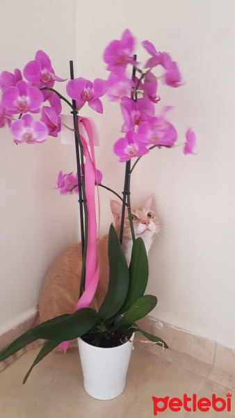 Sarman, Kedi Pishi fotoğrafı