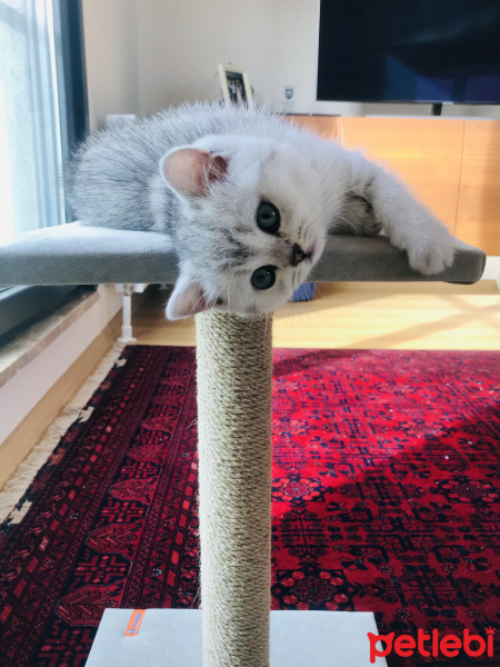 British Shorthair, Kedi Safir fotoğrafı