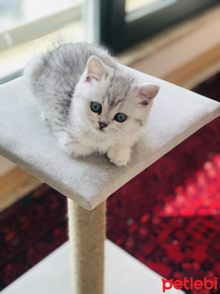 British Shorthair, Kedi Safir fotoğrafı
