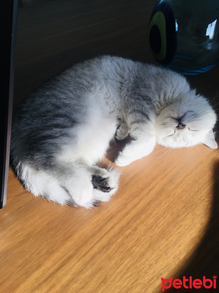 British Shorthair, Kedi Safir fotoğrafı