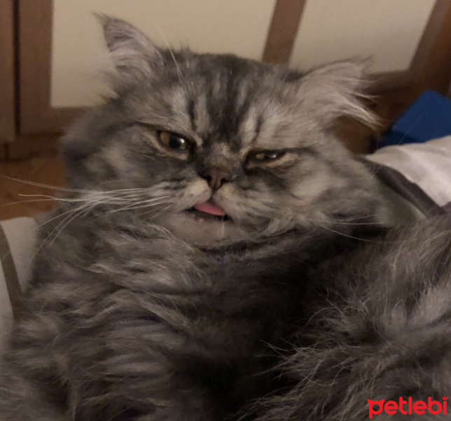 Chinchilla, Kedi Mars fotoğrafı