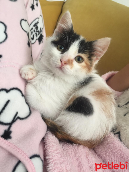 Tekir Kedi, Kedi murphy fotoğrafı