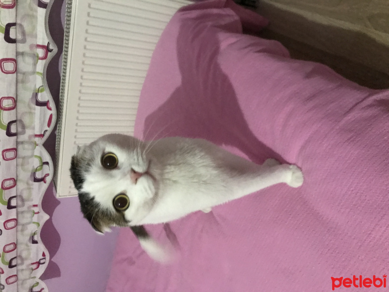 Scottish Fold, Kedi aşko fotoğrafı