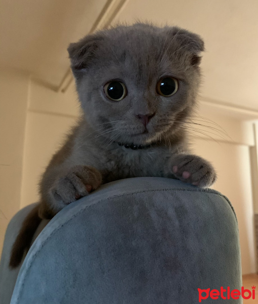 Scottish Fold, Kedi Boris fotoğrafı