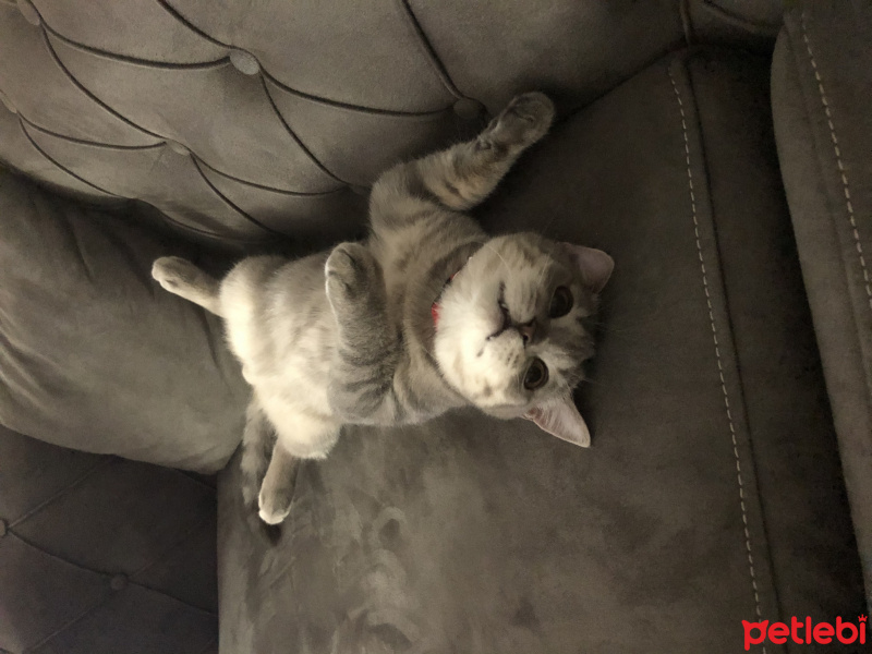 British Shorthair, Kedi Mars fotoğrafı