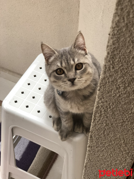 British Shorthair, Kedi Mars fotoğrafı