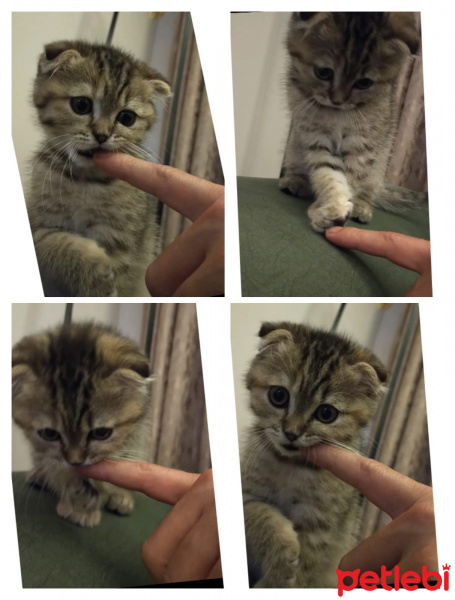 Scottish Fold, Kedi ELSA fotoğrafı