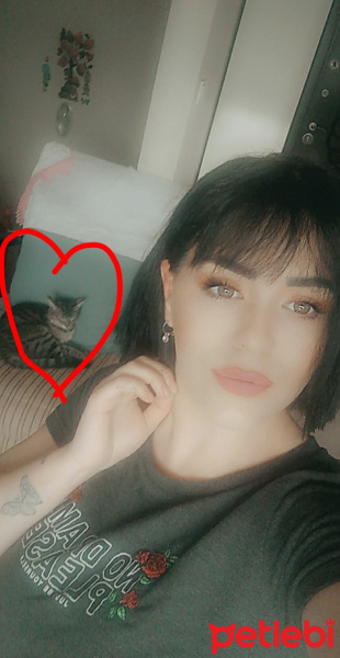 Tekir Kedi, Kedi Minik fotoğrafı