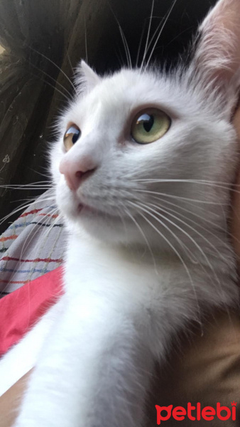 Tuxedo (Smokin) Kedi, Kedi Sivri fotoğrafı