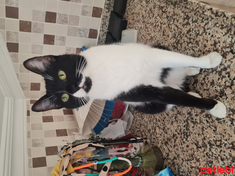 Tuxedo (Smokin) Kedi, Kedi Uzay fotoğrafı