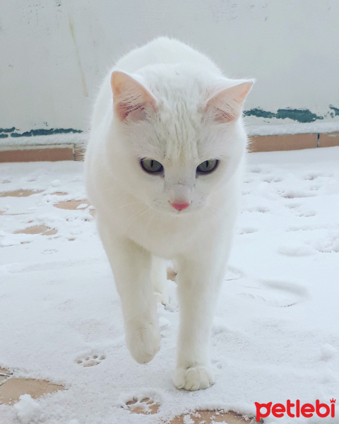 Tekir Kedi, Kedi Zagros fotoğrafı