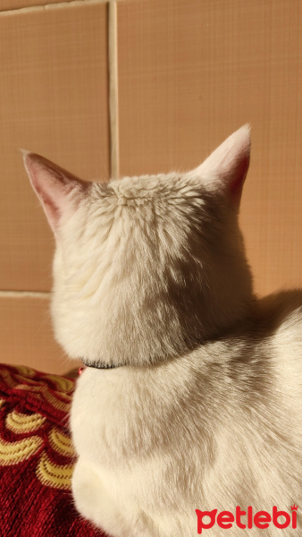 Tekir Kedi, Kedi Zagros fotoğrafı