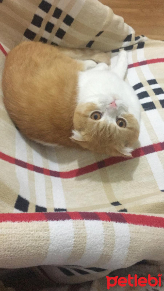 Scottish Fold, Kedi Köfte fotoğrafı