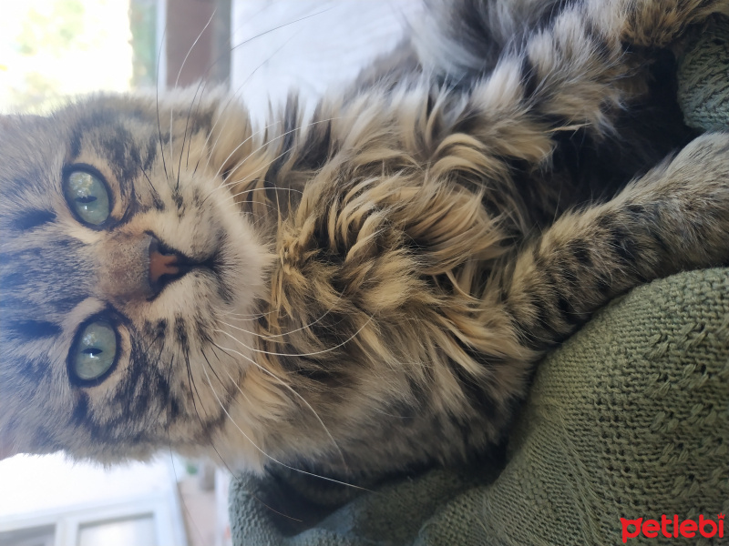 Tekir Kedi, Kedi Pakize fotoğrafı