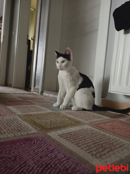 Scottish Fold, Kedi Ares fotoğrafı