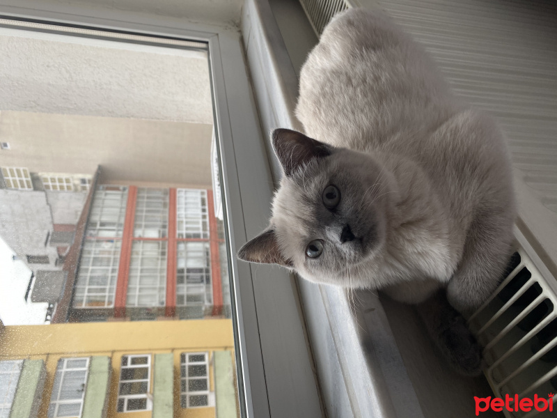 British Shorthair, Kedi dora fotoğrafı