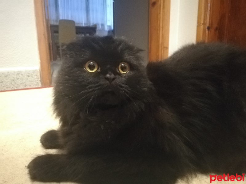 Scottish Fold, Kedi Böcü fotoğrafı