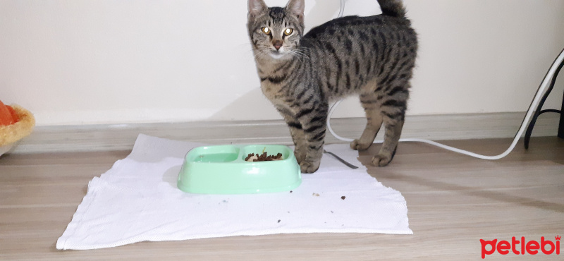 Tekir Kedi, Kedi Alis fotoğrafı