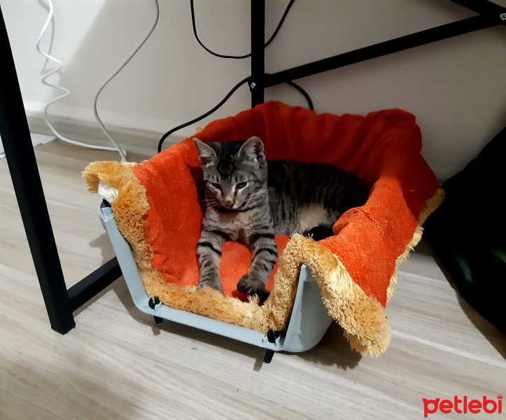 Tekir Kedi, Kedi Alis fotoğrafı