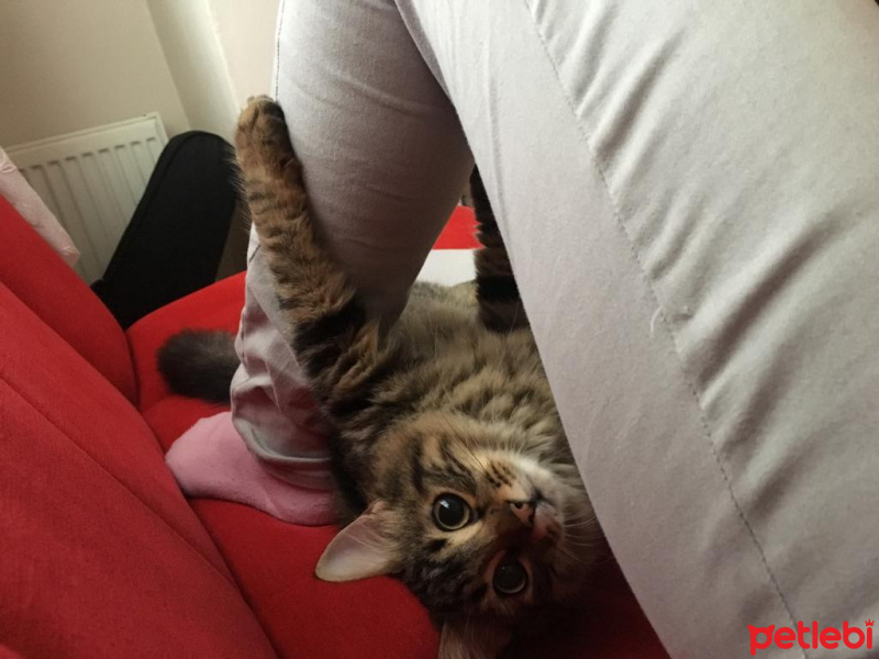 Tekir Kedi, Kedi Shila fotoğrafı