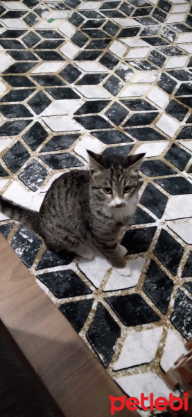 Tekir Kedi, Kedi Nane fotoğrafı