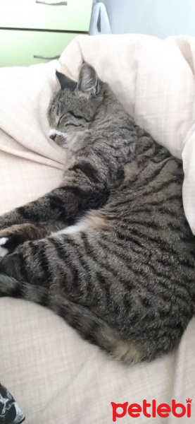 Tekir Kedi, Kedi Nane fotoğrafı