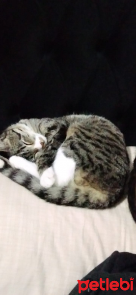 Tekir Kedi, Kedi Nane fotoğrafı