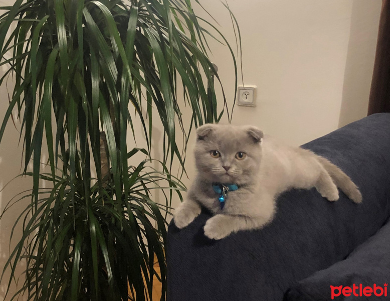 Scottish Fold, Kedi  Köfte fotoğrafı