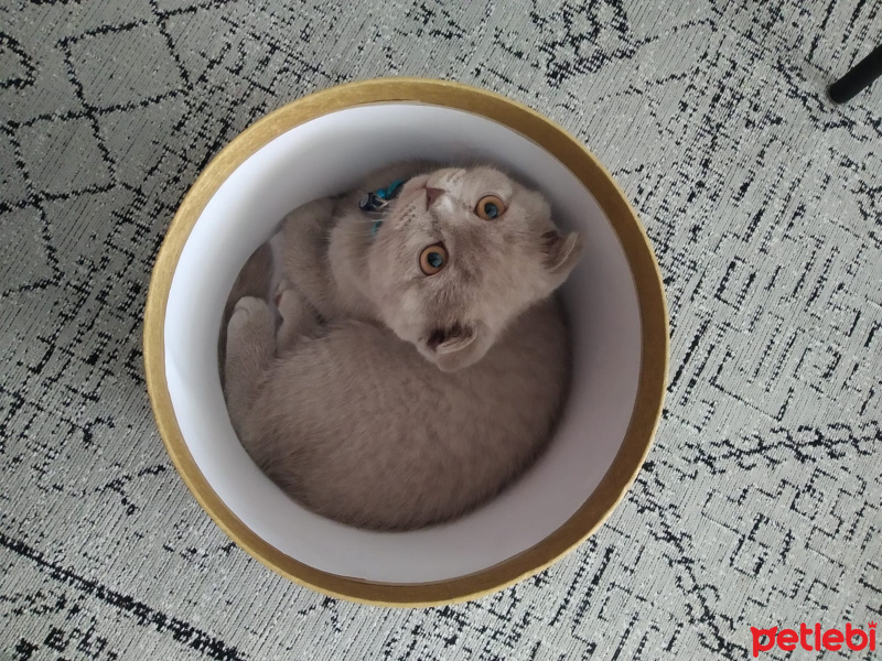 Scottish Fold, Kedi  Köfte fotoğrafı