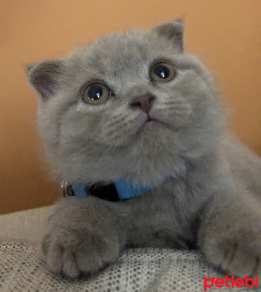 Scottish Fold, Kedi  Köfte fotoğrafı