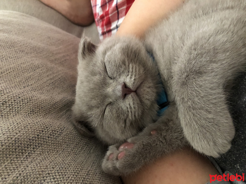 Scottish Fold, Kedi  Köfte fotoğrafı