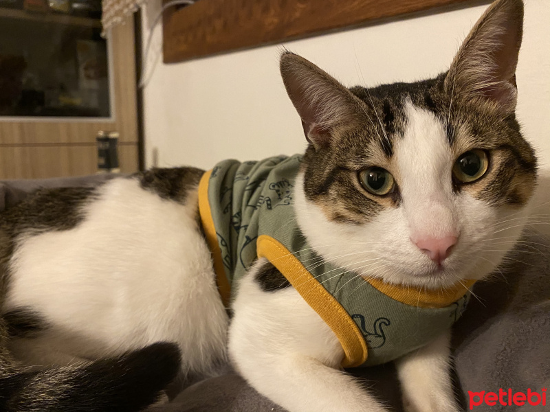 Tekir Kedi, Kedi whiskey fotoğrafı