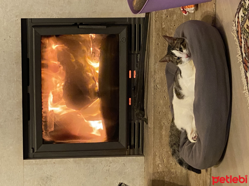 Tekir Kedi, Kedi whiskey fotoğrafı