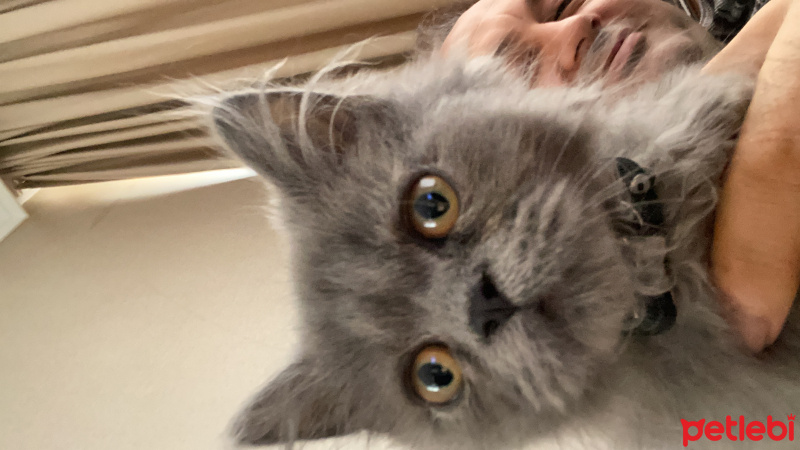 Bengal, Kedi Piko fotoğrafı