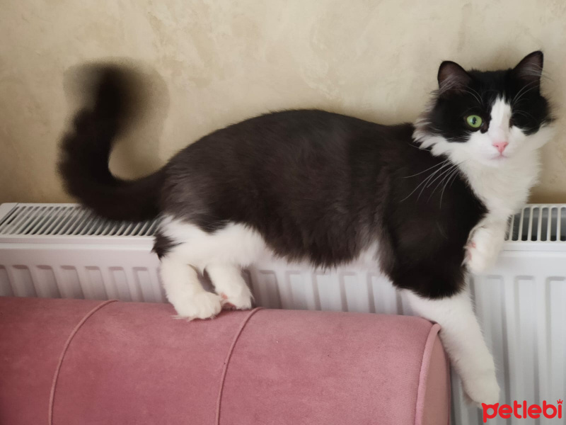 Tuxedo (Smokin) Kedi, Kedi Mars fotoğrafı