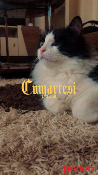 Tuxedo (Smokin) Kedi, Kedi Mars fotoğrafı